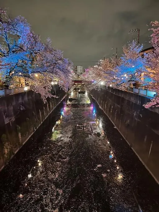 都内桜名所寝室から桜観賞リノベーリョン一軒家池袋エリア中板橋駅 Tokyo